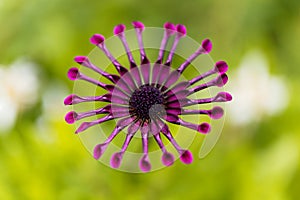 Trailing African honeysuckle Osteospermum fruticosum