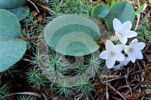 Trailing Arbutus  21864