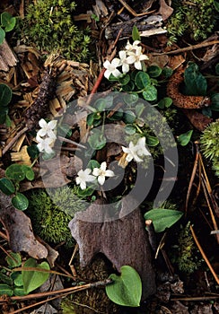 Trailing Arbutus Flowers