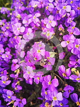 Trailing aubretia with a visiting bee