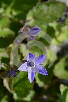 Trailing bellflower