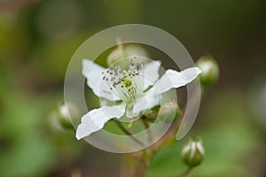 Trailing Blackberry - Rubus ursinus