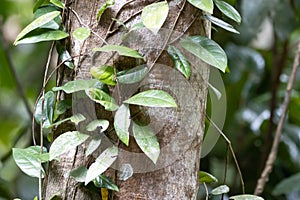 Trailing fig, Ficus sagittata, on a tree photo
