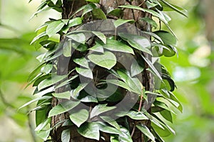 Trailing fig, Ficus sagittata, on a tree photo