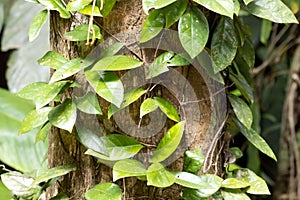 Trailing fig, Ficus sagittata, on a tree photo