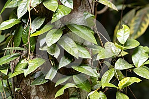 Trailing fig, Ficus sagittata, on a tree photo