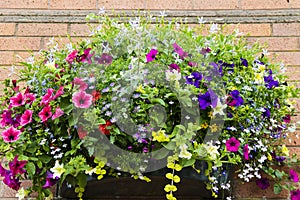 Trailing flowering plants in a basket.