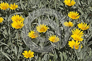 Trailing gazania with bright yellow flowers with yellow centres