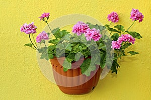 Trailing geranium