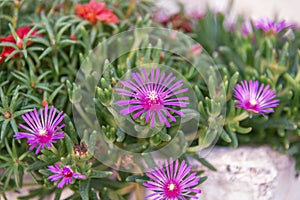 Trailing ice flower, lampranthus spectabilis