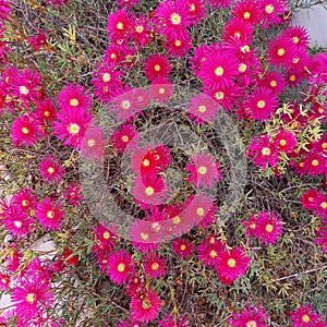 Trailing Ice Plant