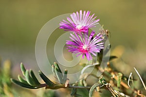 Trailing ice plant flowers