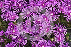 Trailing ice plant flowers.