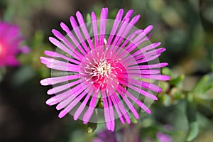 Trailing Iceplant