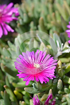 Trailing Iceplant