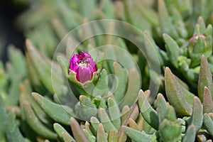 Trailing Iceplant