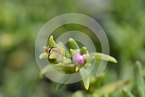 Trailing Iceplant