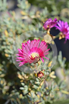 Trailing Iceplant