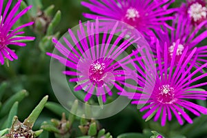 Trailing iceplant, Delosperma cooperi