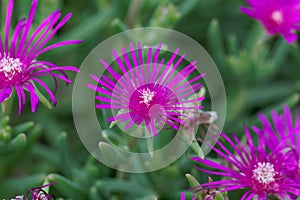 Trailing iceplant, Delosperma cooperi