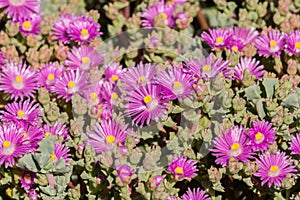 Trailing Iceplant Delosperma cooperi, California