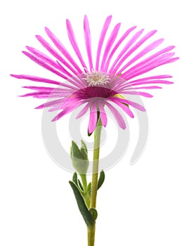 Trailing Iceplant flower