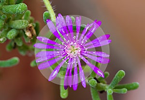 Trailing Iceplant flower