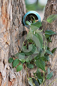 Trailing ivy