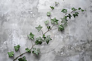 Trailing ivy on a grey concrete wall