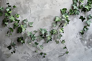 Trailing ivy on a grey concrete wall