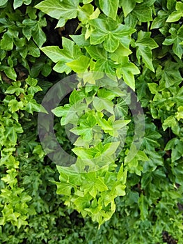 A Trailing Ivy Vine