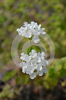 Trailing lantana