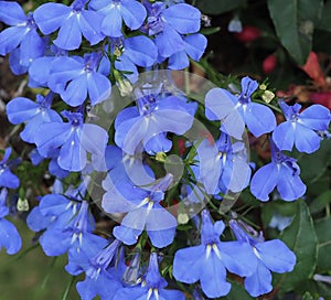 Trailing Lobelia In Bloom In Early Summer