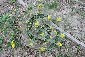 Trailing mahonia in spring season in April