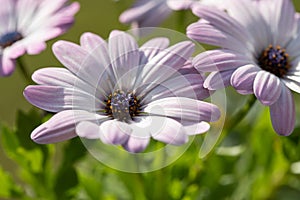 Trailing mauve daisy (Dimorphotheca jucunda