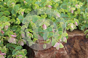 Trailing oregano blooming on a rock wall
