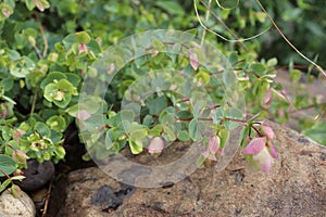 Trailing Oregano on Rock wall