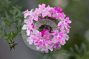 Trailing Pink Verbena 'Sissinghurst'