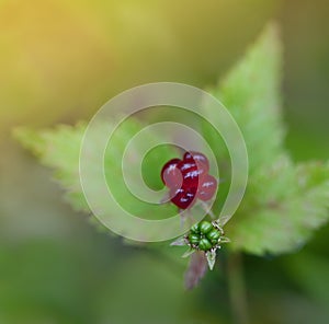 Trailing Raspberry Fruits - Selective Focus