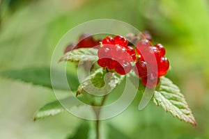 Trailing Raspberry Fruits in the Sun