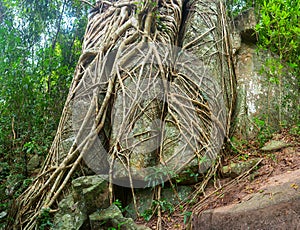 Trailing Roots of Tropical Trees Split through Enormous Rocks