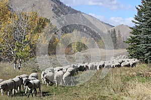 Trailing of the Sheep