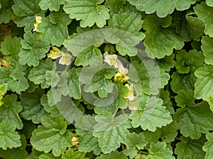 Trailing snapdragon, Asarina procumbens, leaves and flowers