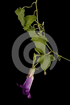 Trailing Snapdragon (Maurandya scandens). Flowering Shoot Closeup