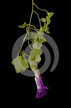 Trailing Snapdragon (Maurandya scandens). Flowering Shoot Closeup