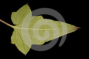 Trailing Snapdragon (Maurandya scandens). Leaf Closeup