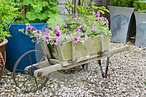 Trailing surfina petunias in a wooden wheelbarrow.