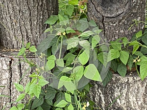 Trailing Wild Bean leaves, flowers, bean pod and vine