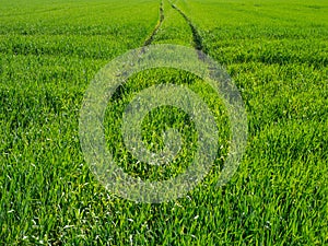 Trails in a green meadow leading to the horizon