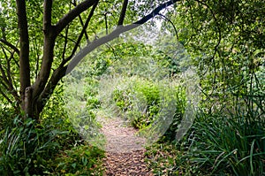 Trails in Morden Hall Park